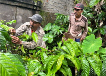 Secangkir Kopi dan Pengetahuan yang Menjaga Masa Depan