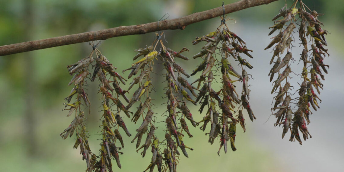 Serangga dalam Piring Makan Kita