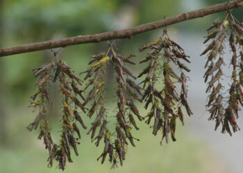 Serangga dalam Piring Makan Kita