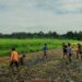 “Tung Tung Uma”: Ketika Sawah Menjadi Medan Pertaruhan