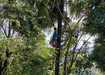 Delapan Meter di Atas Tanah, Ketut Suryadnya Menyambung Hidup dari Tuak