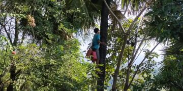 Delapan Meter di Atas Tanah, Ketut Suryadnya Menyambung Hidup dari Tuak