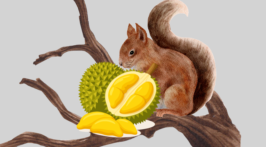 Tupai Makan Durian? ——Catatan Kecil Keresahan Petani Durian di Desa Pucaksari, Busungbiu Buleleng