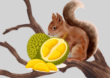 Tupai Makan Durian? ——Catatan Kecil Keresahan Petani Durian di Desa Pucaksari, Busungbiu Buleleng