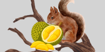 Tupai Makan Durian? ——Catatan Kecil Keresahan Petani Durian di Desa Pucaksari, Busungbiu Buleleng