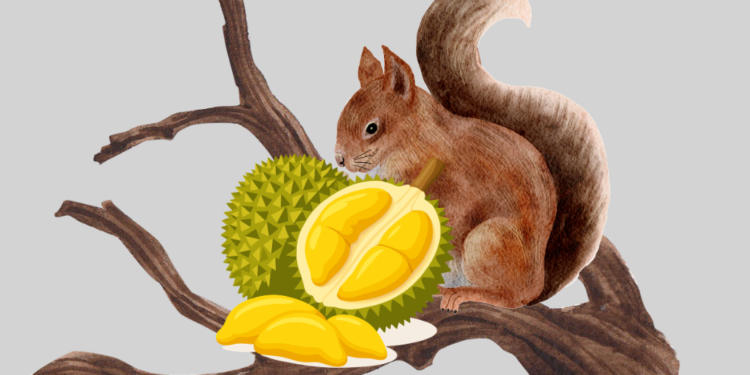 Tupai Makan Durian? ——Catatan Kecil Keresahan Petani Durian di Desa Pucaksari, Busungbiu Buleleng