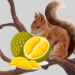 Tupai Makan Durian? ——Catatan Kecil Keresahan Petani Durian di Desa Pucaksari, Busungbiu Buleleng
